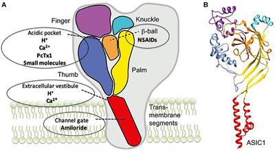 Neurodegenerative Disease: What Potential Therapeutic Role of Acid-Sensing Ion Channels?